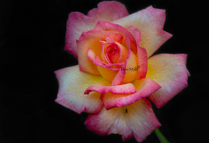Sheila’s Perfume Rose