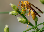 Golden Paper Wasp (male Polistes flavus), Desert Broom SP-W