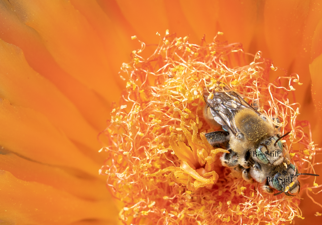 Digger Bees, Prickly Pear SP-NB