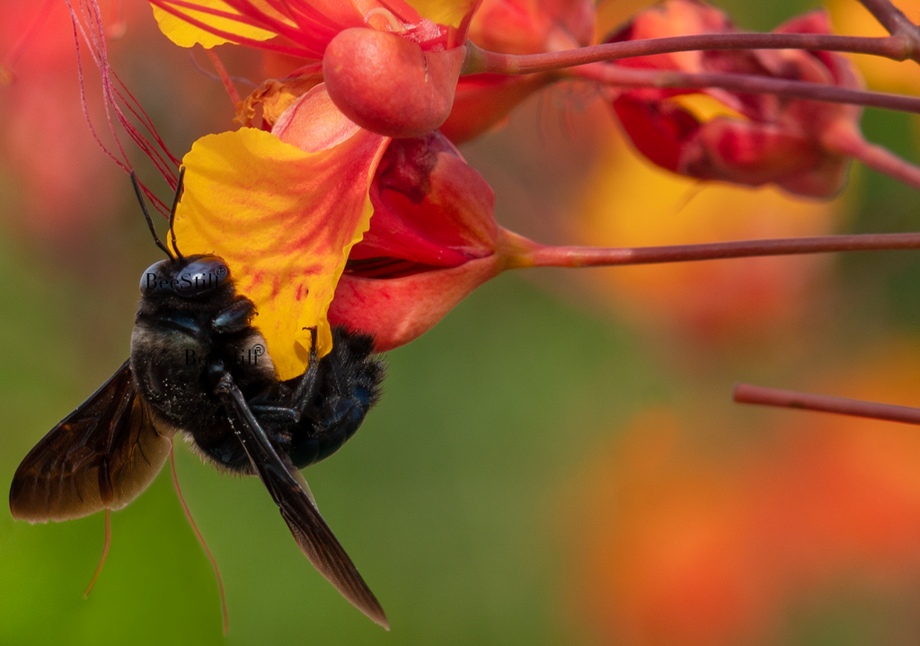 Carpenter Bee, Red Bird of Paradise h-129
