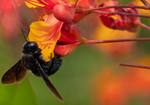 Carpenter Bee, Red Bird of Paradise h-129