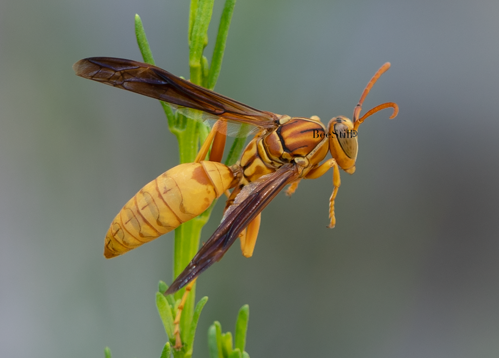 Golden Paper Wasp (male Polistes flavus), Desert Broom