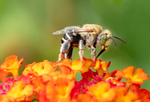 Digger Bee, Lantana h-131