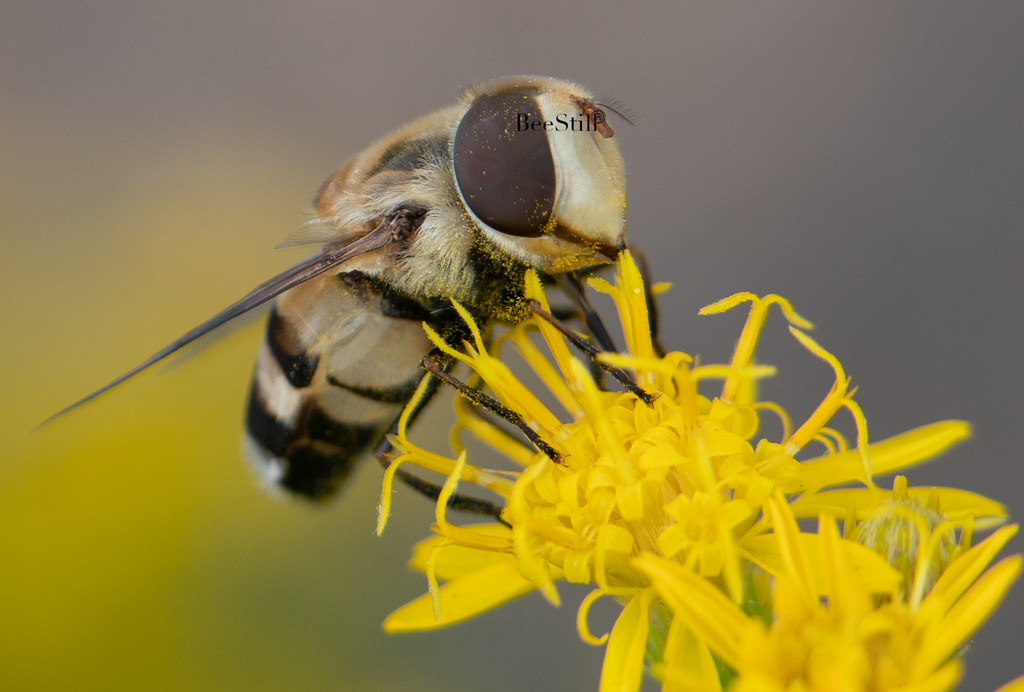 Flower Fly, Turpentine SP-F