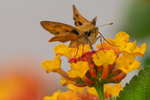 Skipper, Lantana h-138
