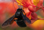 Carpenter Bee, Red Bird of Paradise h-139