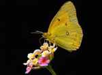 Orange Sulphur, Lantana SP-B