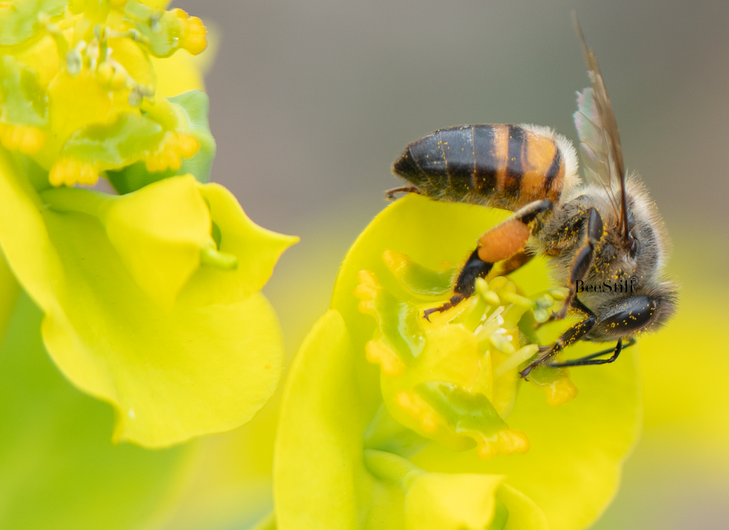 Honey Bee, Silver Spurge h-142