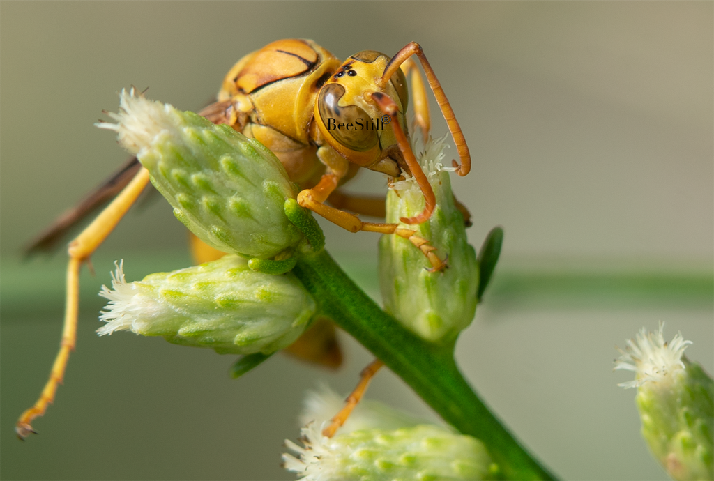 Golden Paper Wasp (male Polistes flavus), Desert Broom SP-W