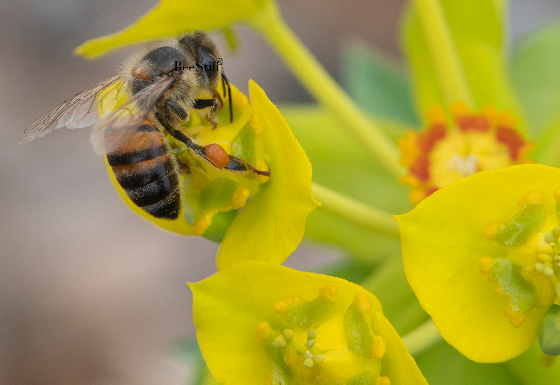 Honey Bee, Silver Spurge 148
