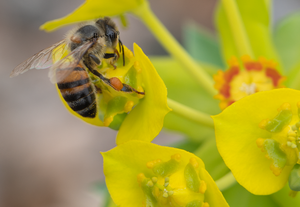 Honey Bee, Silver Spurge 148