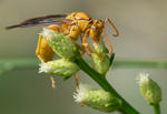 Golden Paper Wasp male Polistes flavors Desert Broom Arizona