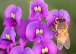 Honey Bee Apis mellifera Purple Lilac Vine Arizona 