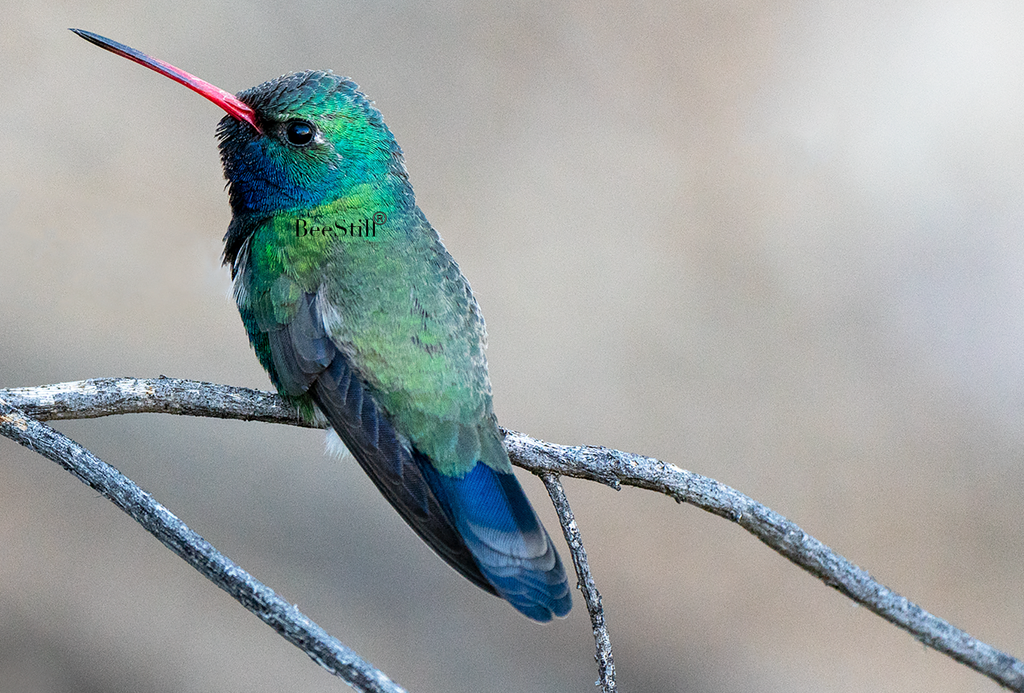 Broad-billed Hummingbird, Mesquite h-155
