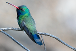 Broad-billed Hummingbird, Mesquite h-155