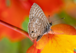 Ceraunus Blue, Red Bird of Paradise h-157