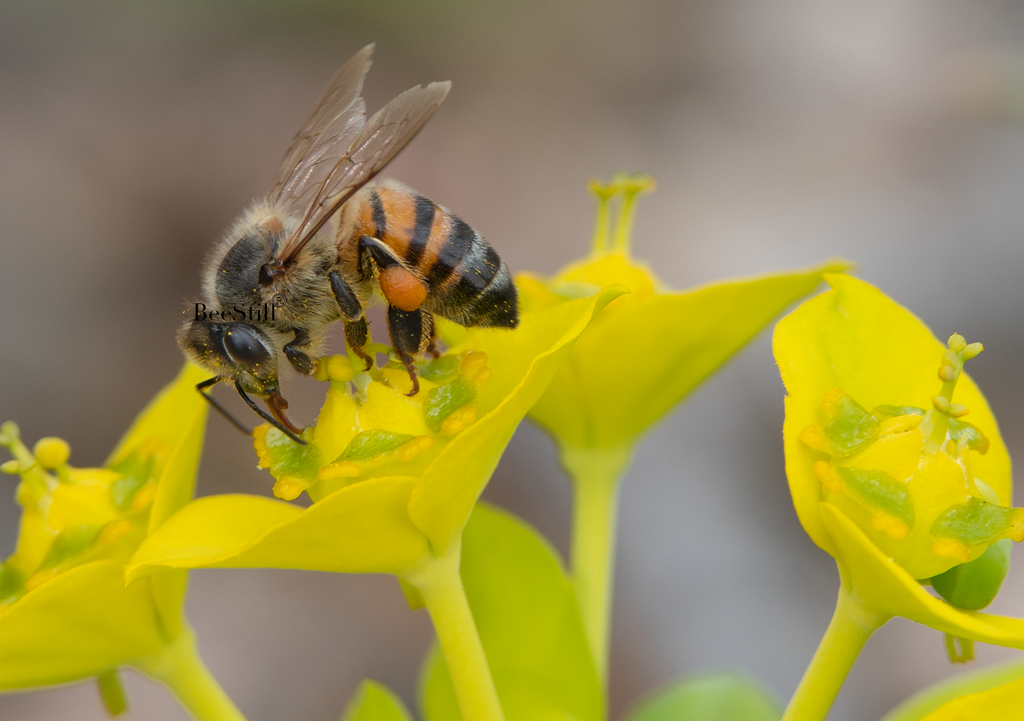 Honey Bee, Silver Spurge h-158