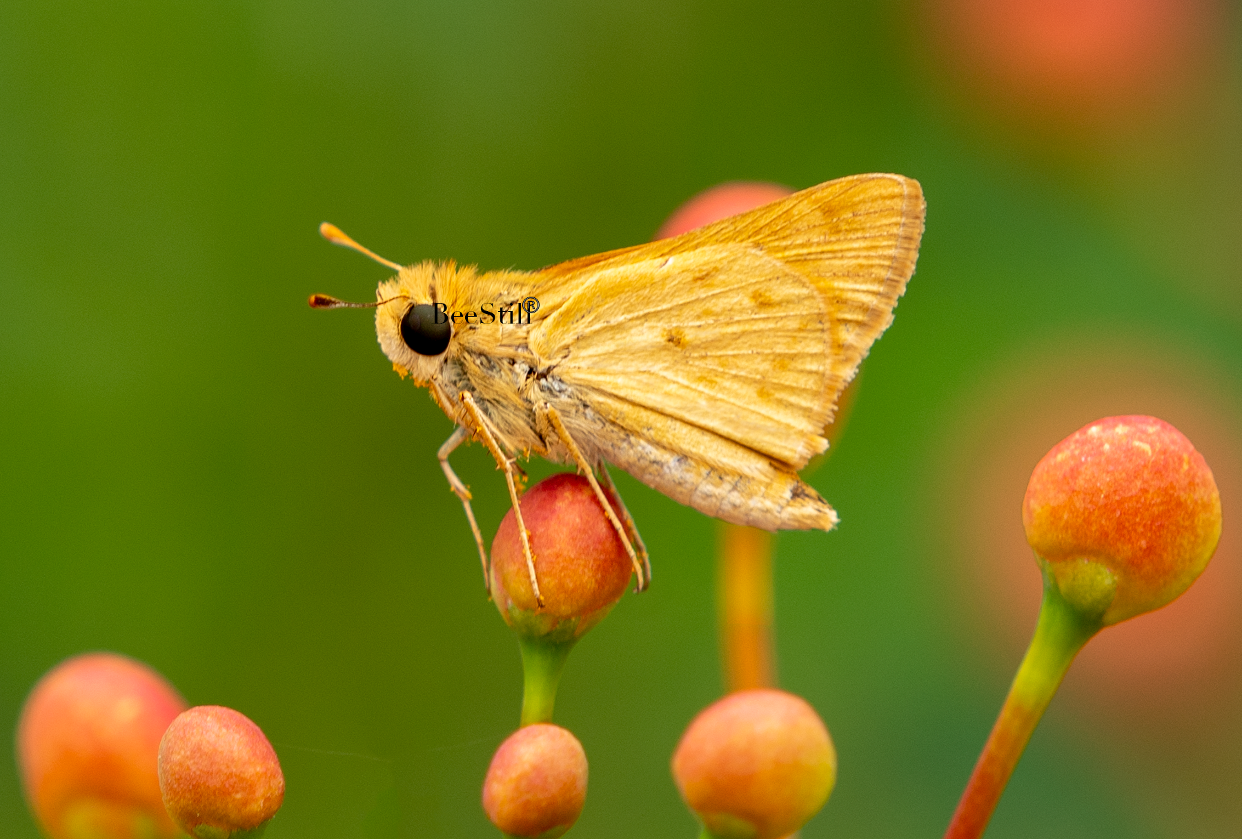 Skipper, Red Bird of Paradise h-159