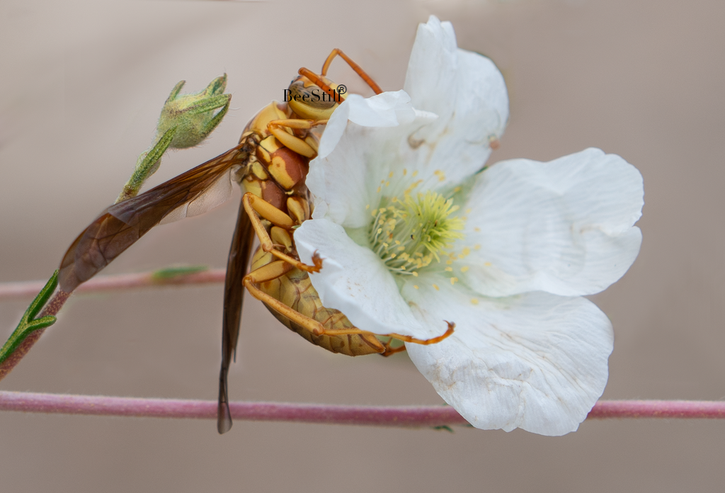 Golden Paper Wasp, Fallugia h-160