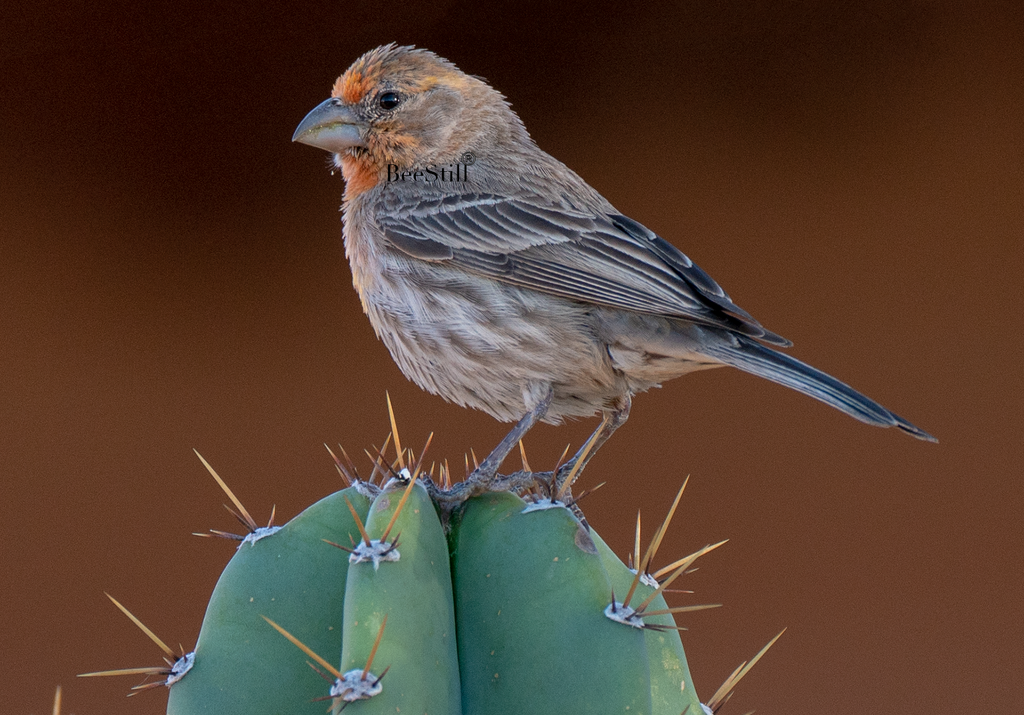 House Finch, Peruvian Apple Cactus h-161