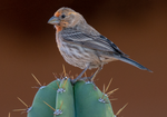 House Finch, Peruvian Apple Cactus h-161