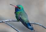 Broad-billed Hummingbird, Mesquite h-162
