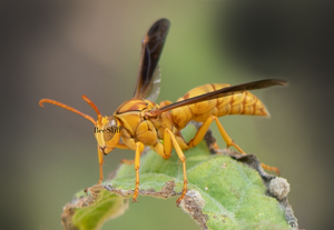Golden Paper Wasp male Polistes flavors Canyon Ragweed Arizona
