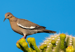 White Winged Dove, Saguaro h-164