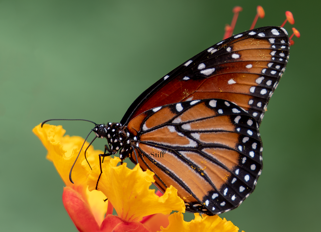 Queen, Red Bird of Paradise h-165
