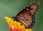 Queen, Red Bird of Paradise h-165