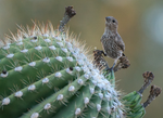 House Finch, Saguaro h-166