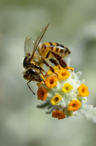 Honey Bee, Woolly Butterfly Bee Bush v-01