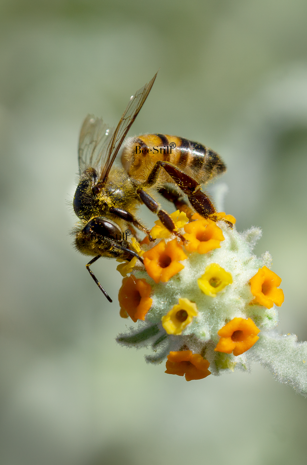 Honey Bee, Woolly Butterfly Bee Bush SP-HB-