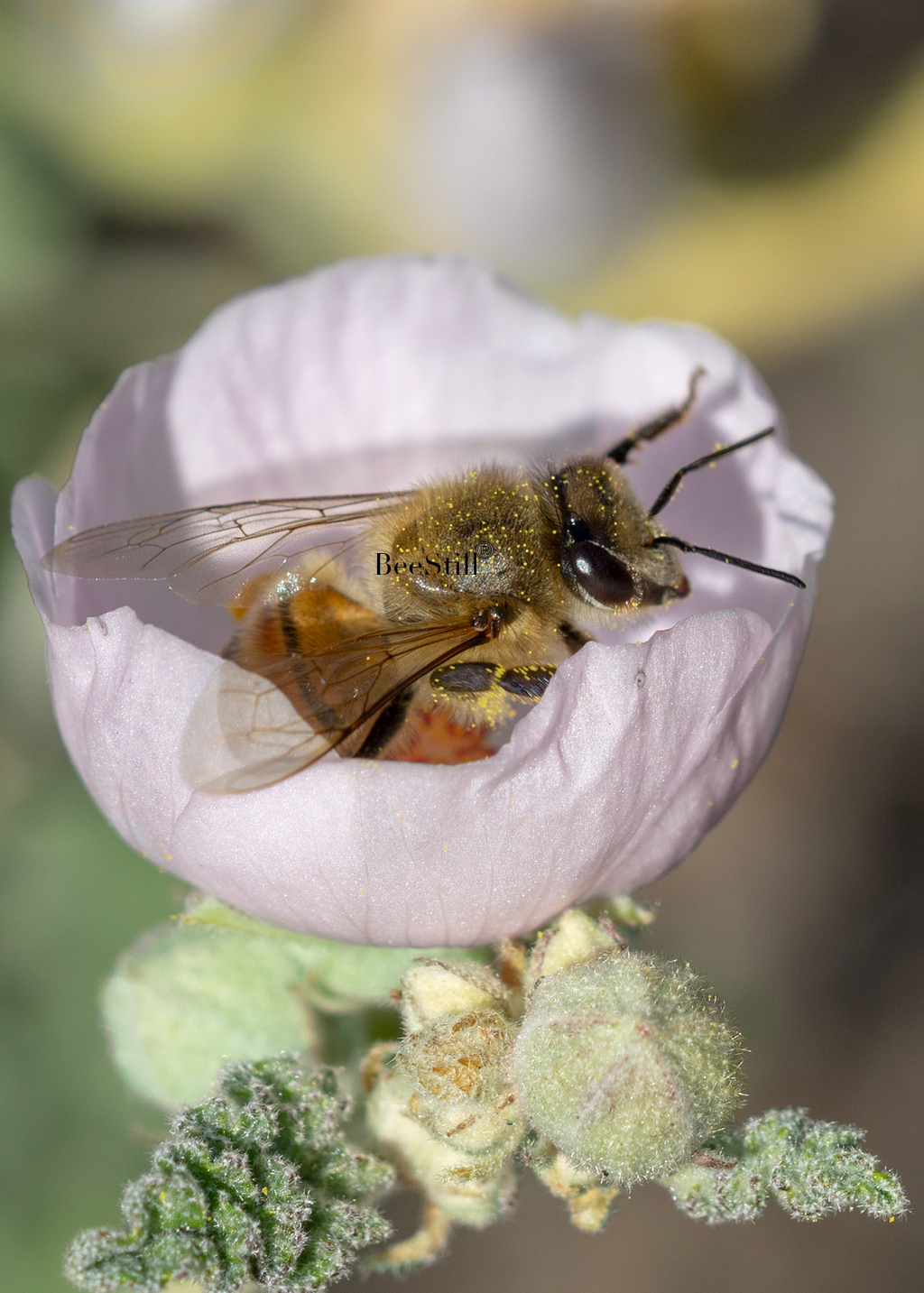 Honey Bee, Globe Mallow v-02