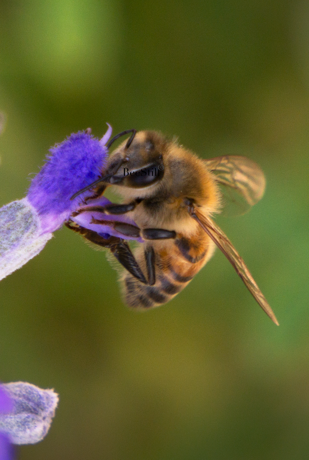 Honey Bee, Mealy Cup Salvia v-04
