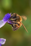 Honey Bee, Mealy Cup Salvia v-04