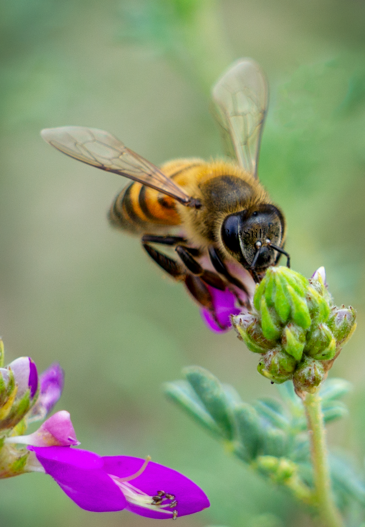 Honey Bee, Black Dalea v-159