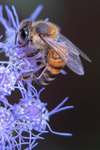 The Blessing: Honey Bee, Blue Mistflower v-09