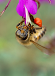 Honey Bee, Black Dalea v-10