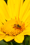 Honey Bee, Mexican Sunflower v-13