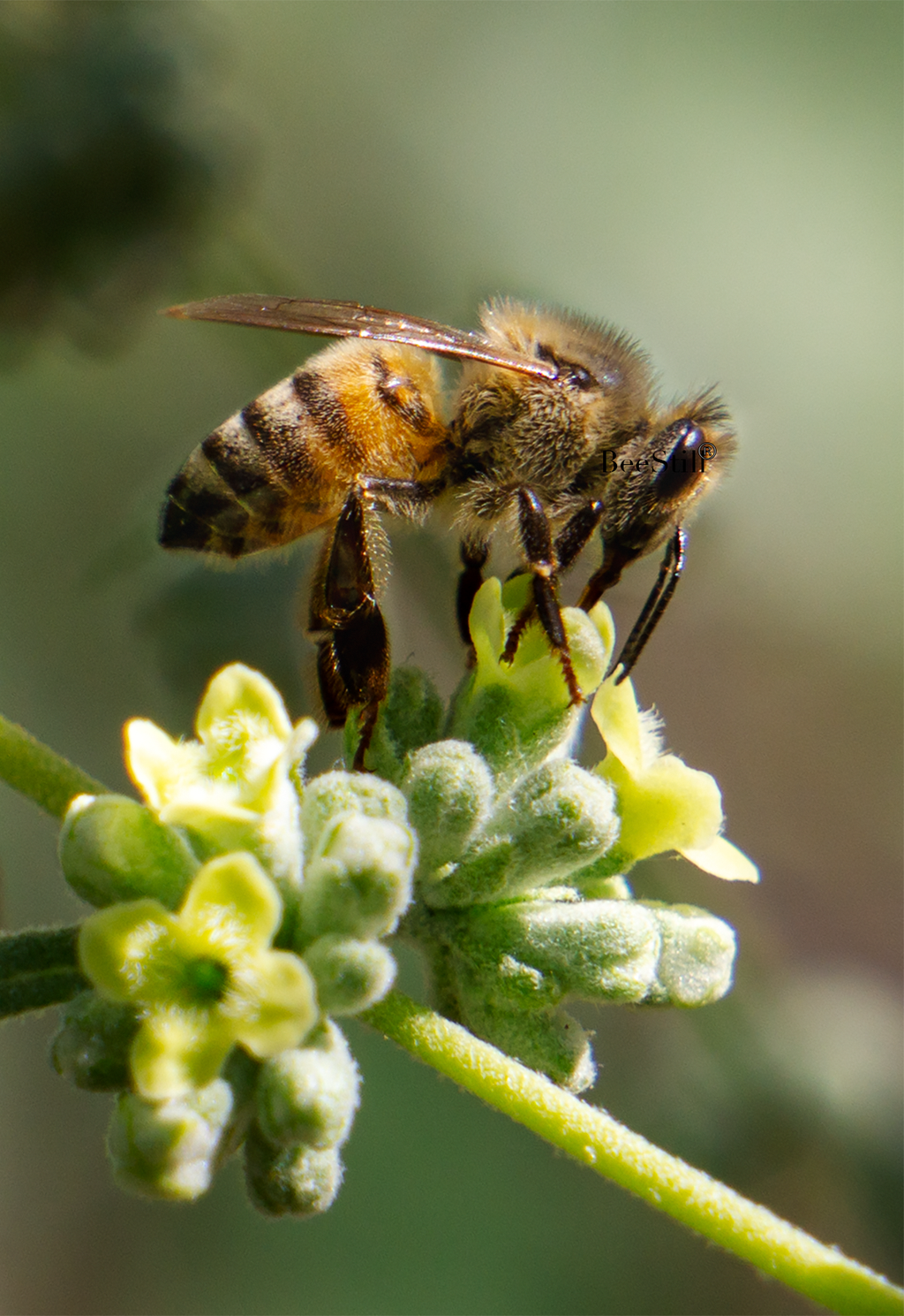 Honey Bee, Butterfly Bush SP-HB-