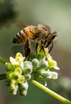 Honey Bee, Butterfly Bush SP-HB-