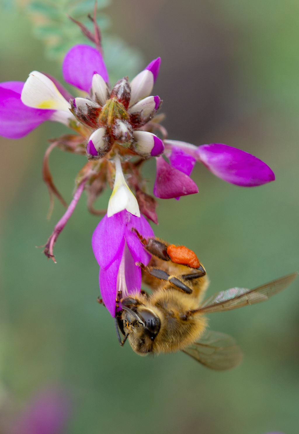 Honey Bee, Black Dalea SP-HB-