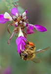 Honey Bee, Black Dalea SP-HB-
