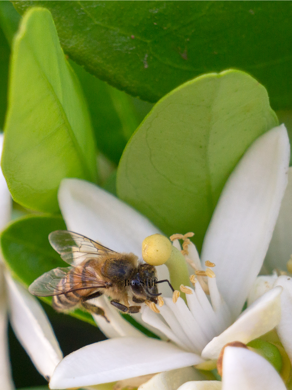 Honey Bee, Orange Blossom v-17