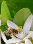 Honey Bee, Orange Blossom v-17