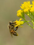 Honey Bee, Thimblehead v-19