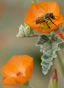 Honey Bee, Globe Mallow v-20