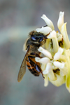 Honey Bee, Desert Milkweed SP-HB-