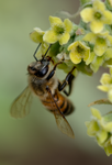 Honey Bee, Butterfly Bush-SP-HB-